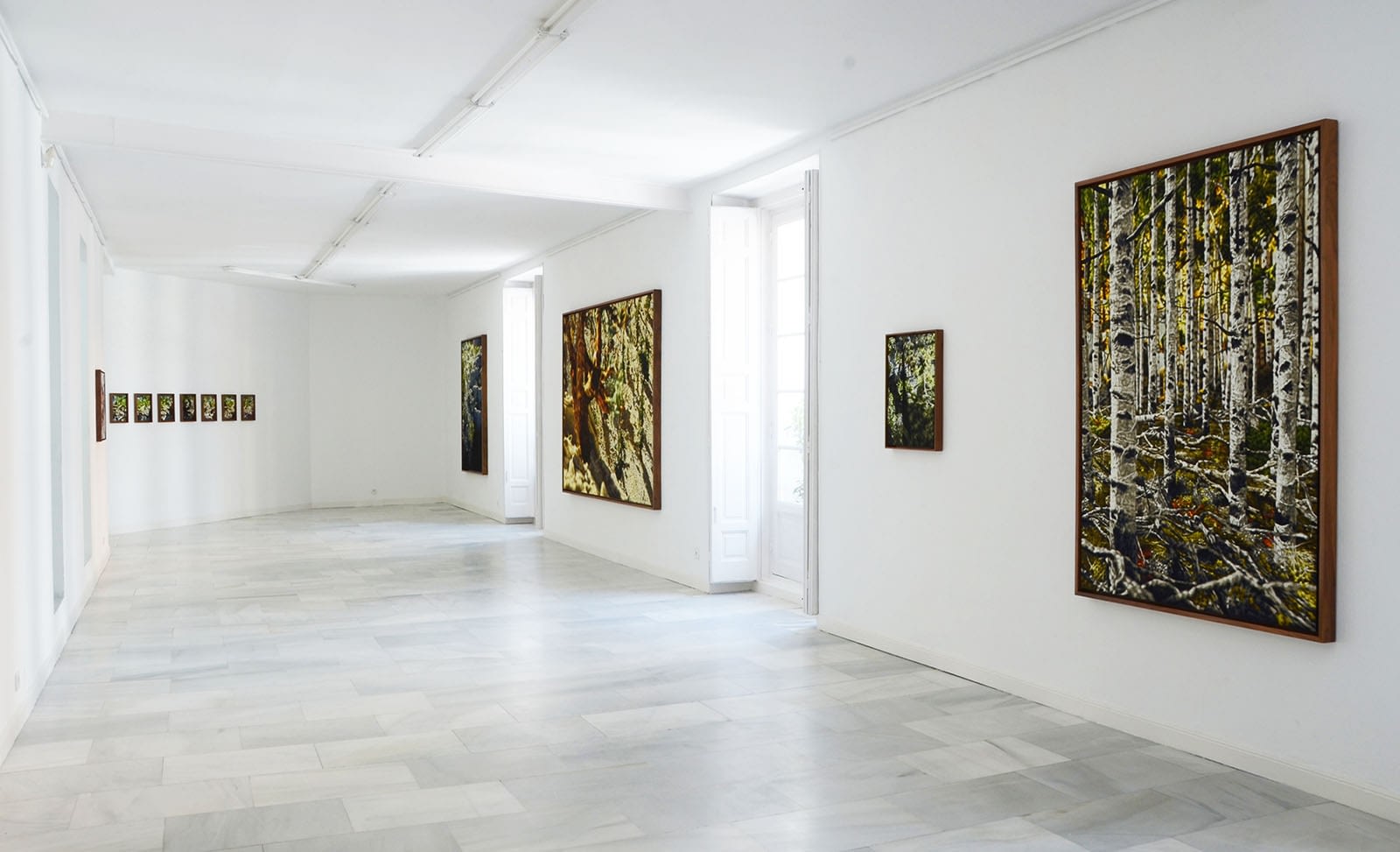 Philipp Fröhlich, Exhibition View, HOAP of a Tree, Galeria Juana de Aizpuru, 2015